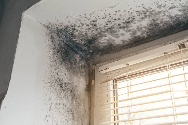 Affordable Black Mold Remediation solutions in Rockford, MI